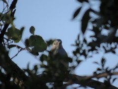 Coracina caesia caesia