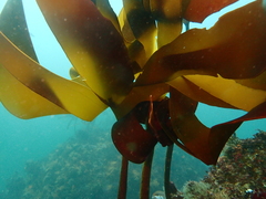 Laminaria pallida