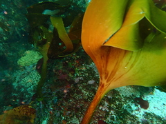 Laminaria pallida