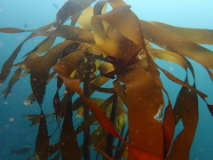 Laminaria pallida