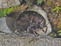 Lamprobyrrhulus