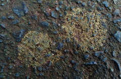 Protoblastenia rupestris image