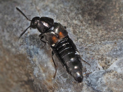 Aleochara bipustulata