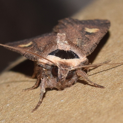 Adelphagrotis indeterminata