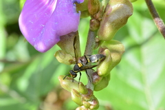 Polybia ruficeps xanthops