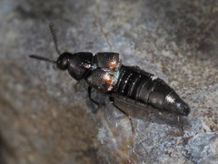 Aleochara bipustulata