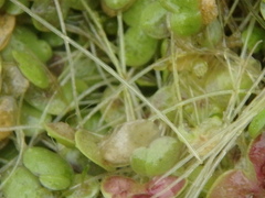 Spirodela polyrhiza