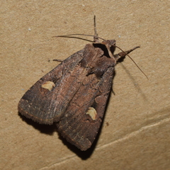 Adelphagrotis indeterminata