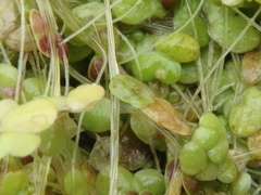 Spirodela polyrhiza
