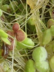 Spirodela polyrhiza