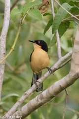 Black-Capped Donacobius photo 5
