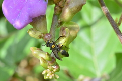 Polybia ruficeps xanthops
