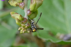 Polybia ruficeps xanthops