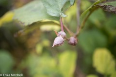 Dasineura serrulatae
