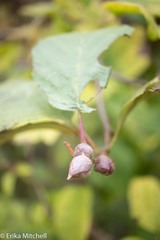 Dasineura serrulatae