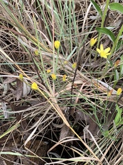 Eriospermum abyssinicum