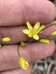 Eriospermum abyssinicum