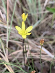 Eriospermum abyssinicum