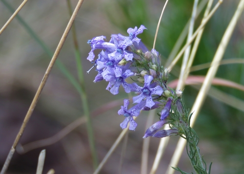 Macomb's ipomopsis (Ipomopsis macombii)
