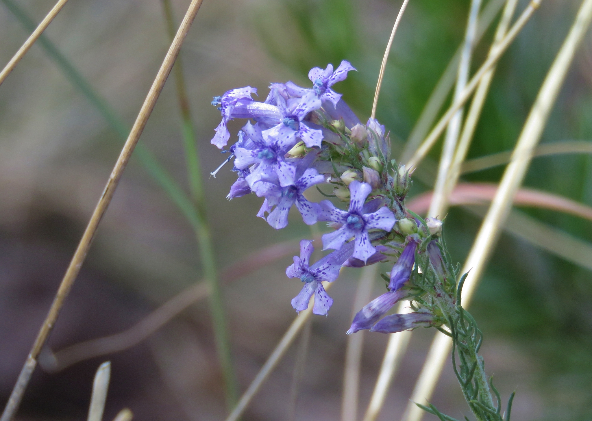 Ipomopsis macombii