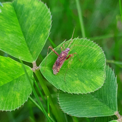 Phytocoris