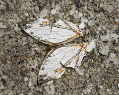 Cyrestis thyodamas ganescha