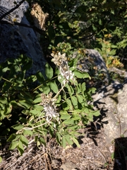Allium flavum tauricum