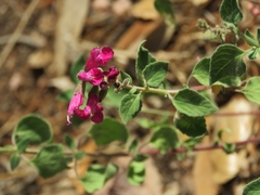 Salvia lemmonii