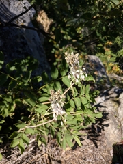 Allium flavum tauricum