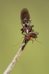 Hadrokolos texanus