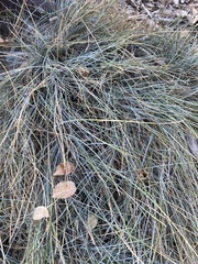 Festuca glauca