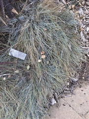 Festuca glauca