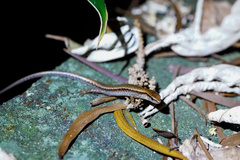 Scincella formosensis