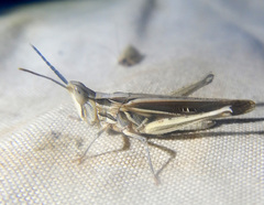 Froggattina australis