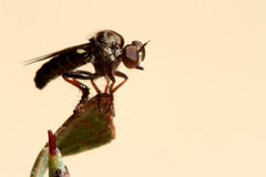Hadrokolos texanus