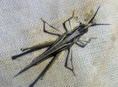 Froggattina australis