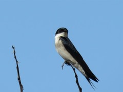 Hirundo dimidiata