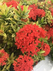 Ixora coccinea