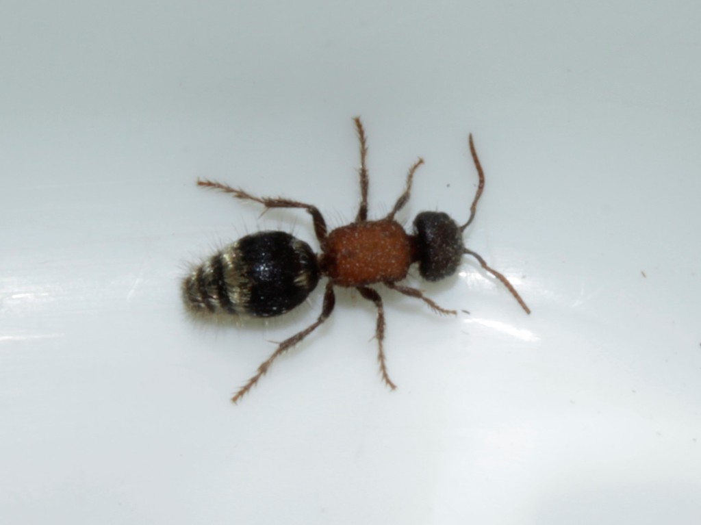 Tropidotilla grisescens