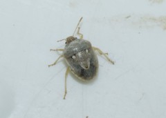 Stagonomus bipunctatus