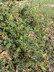 Indigofera miniata
