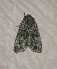 Lacinipolia strigicollis