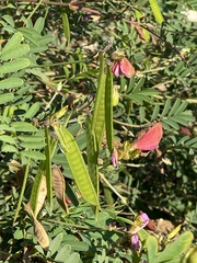 Indigofera miniata