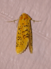 Chrysoecia atrolinea