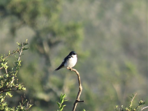 Pearl-breasted Swallow (Hirundo dimidiata), photo 8