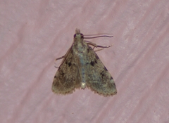 Aglossa costiferalis