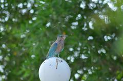 Coracias benghalensis
