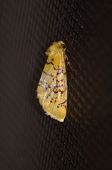 Chrysoecia atrolinea