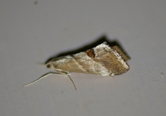 Evergestis triangulalis