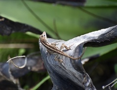 Anolis homolechis